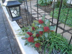 冬の花壇には手間いらずの スキミア がいい 浪費が止まるブログ